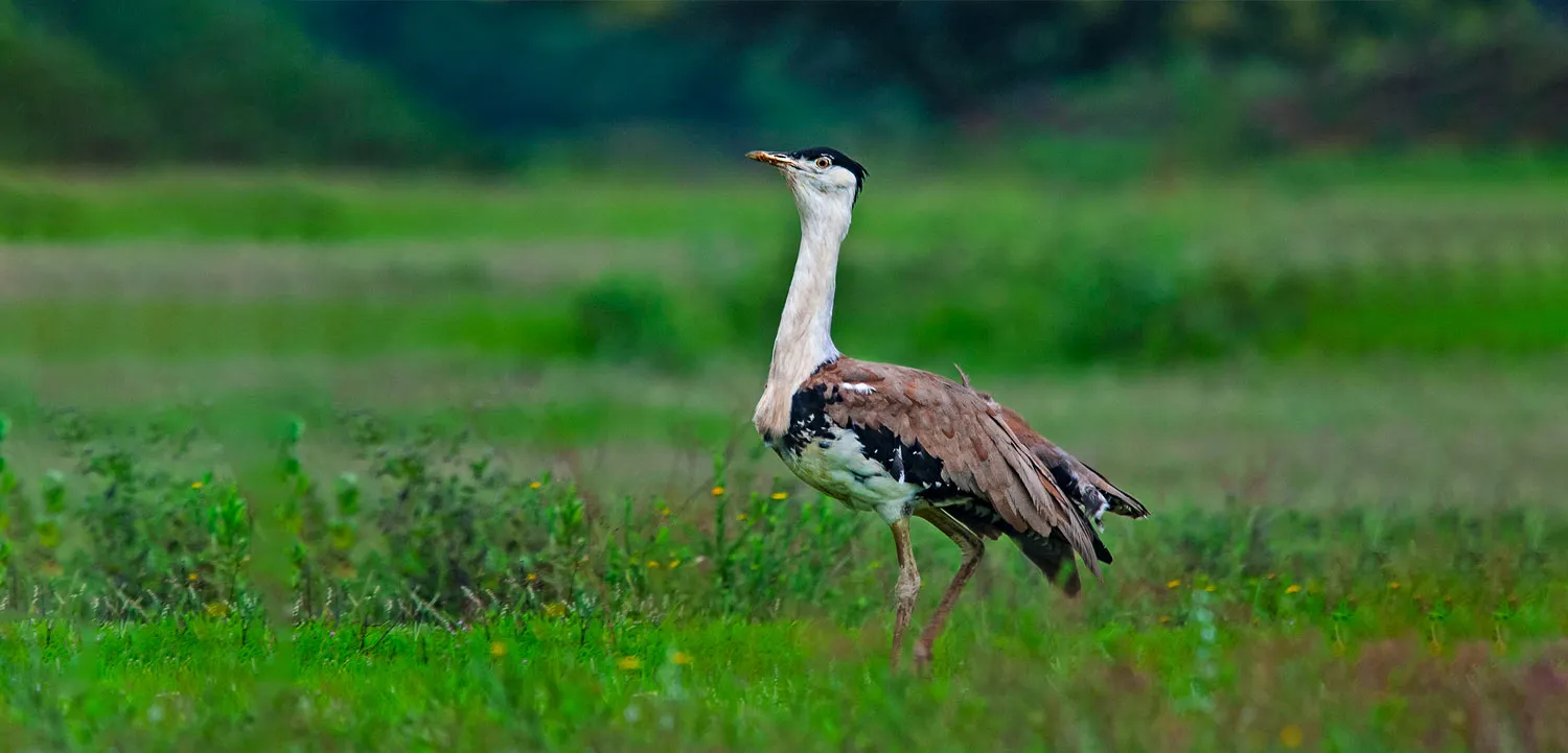 Kutch Bustard Sanctuary